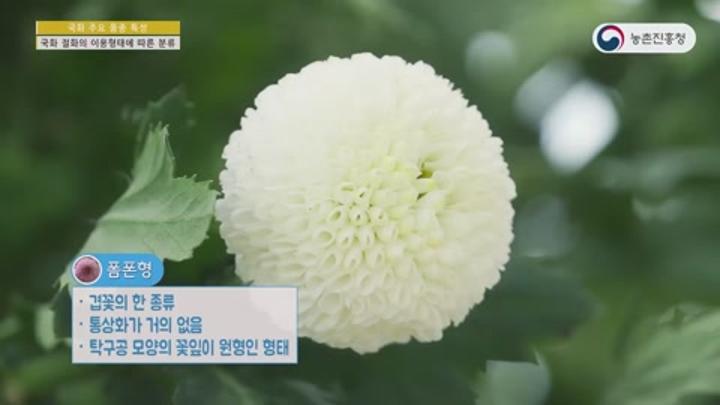 농업기술_국화 주요 품종 특성 비디오 썸네일 이미지