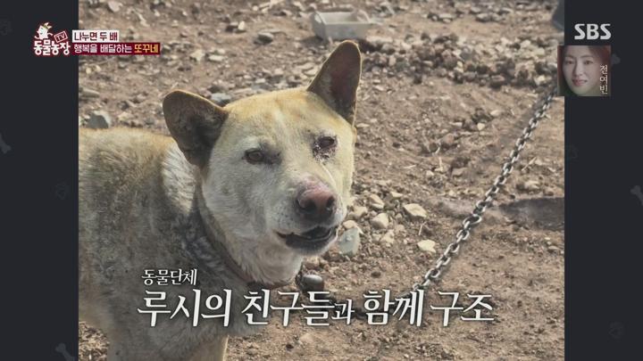 TV 동물농장.E1226.250615.1080p.H264-F1RST 비디오 썸네일 이미지