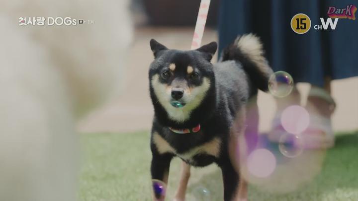 [최신일드] 첫사랑 DOGs 1화 비디오 썸네일 이미지