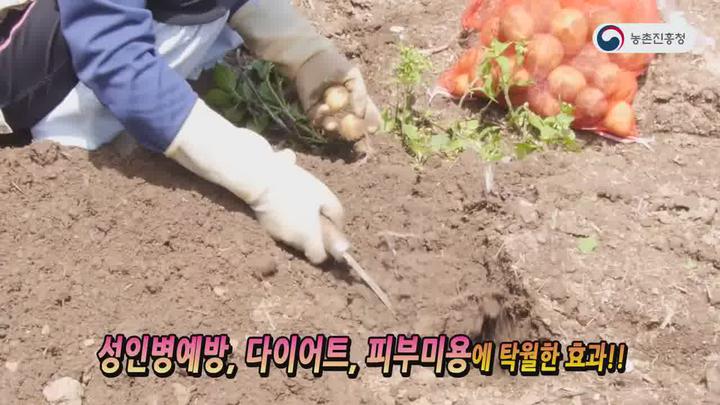농업기술_감자수확 후 관리요령 비디오 썸네일 이미지