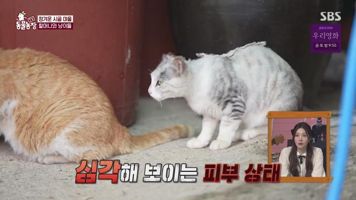 TV 동물농장.E1225.250615.720p.KANNA 비디오 썸네일 이미지