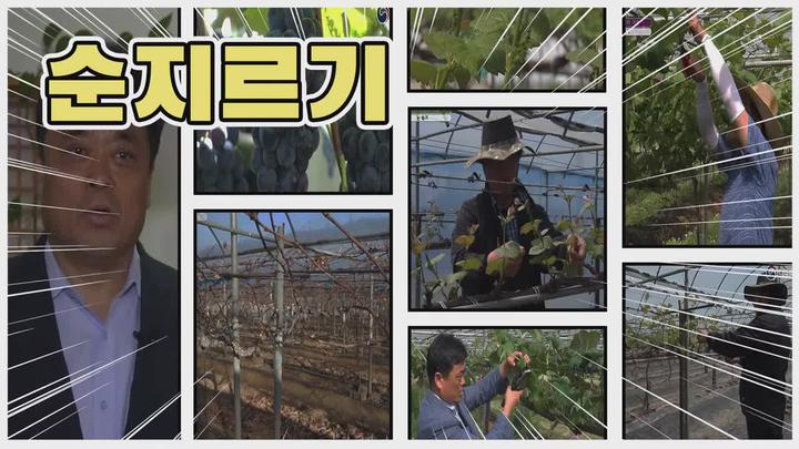 포도 가지 관리기술 - 순지르기 비디오 썸네일 이미지