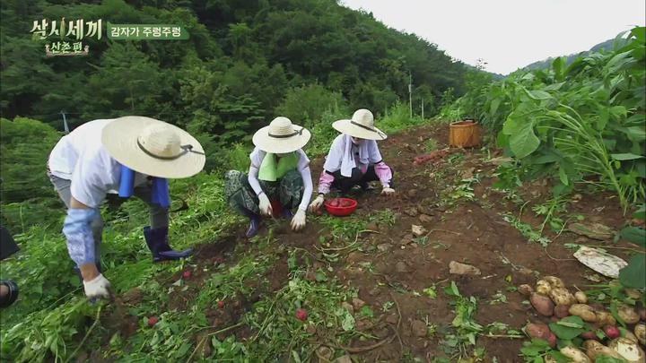 삼시세끼 시즌8 산촌편 E02.20190816.1080P.H264 비디오 썸네일 이미지