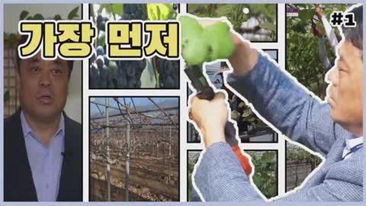 포도 가지 관리기술 - 가지치기 비디오 썸네일 이미지