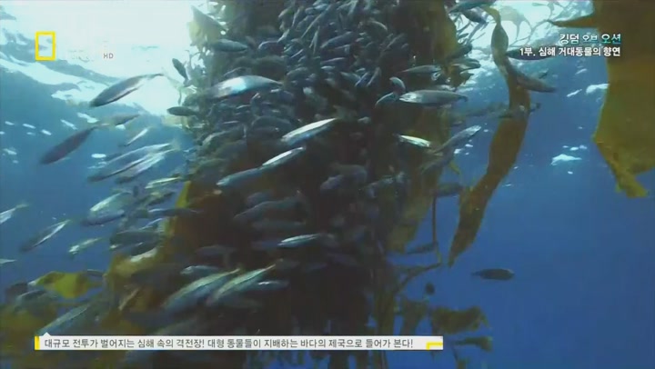 [NGC] [킹덤 오브 오션]-1부 심해 거대동물의 향연 HDTV 비디오 썸네일 이미지