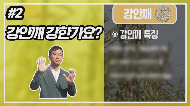 알려라 참깨 주요 품종과 재배기술 - 강안깨 비디오 썸네일 이미지