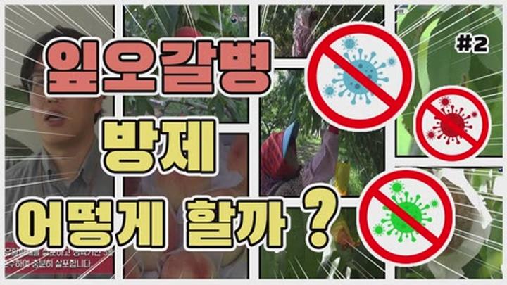 복숭아 주요 병해충 방제 - 잎오갈병 방제 비디오 썸네일 이미지