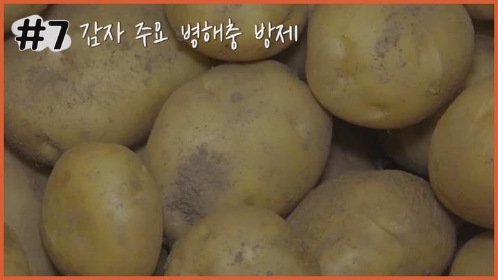 감자 주요 병해충 방제 - 감자뿔나방 비디오 썸네일 이미지