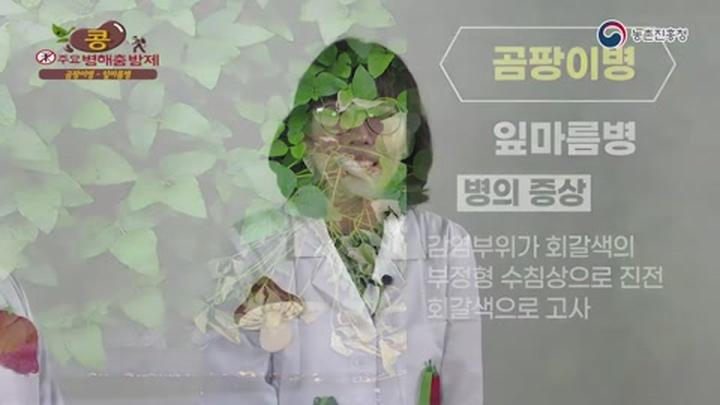콩 주요 병해충 방제 - 잎마름병_탄저병 비디오 썸네일 이미지