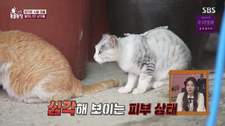 TV 동물농장.E1225.250615.1080p.HANNA 비디오 썸네일 이미지