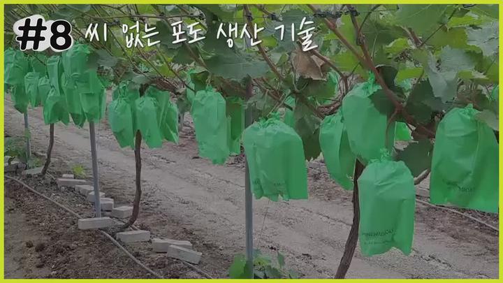 씨 없는 포도 생산기술 - 수확 비디오 썸네일 이미지