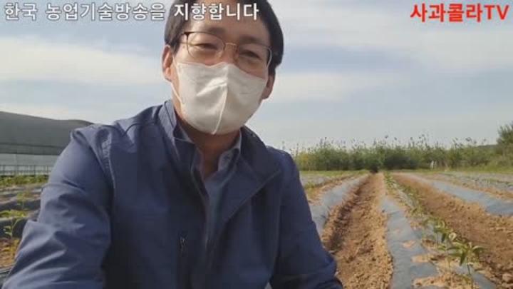 [고추재배] 고추 다 심고,반드시 해야할 일 비디오 썸네일 이미지