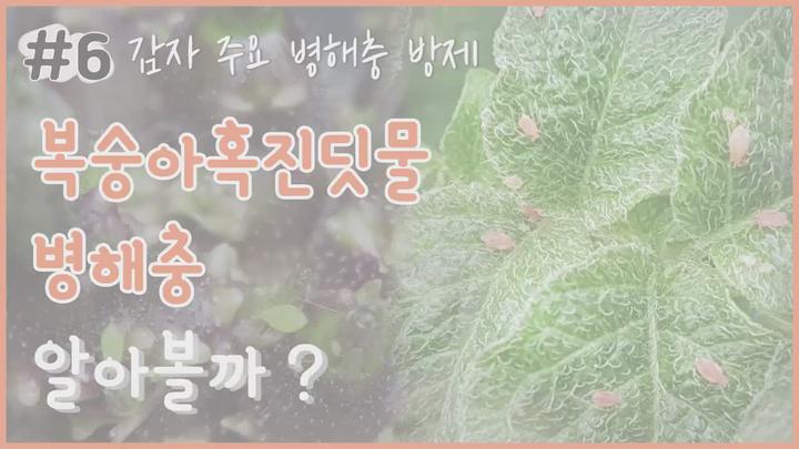 감자 주요 병해충 방제 - 복숭아혹진딧물 비디오 썸네일 이미지