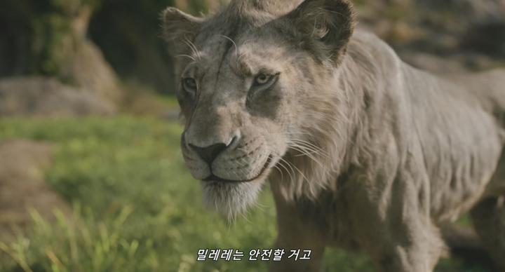 [무파사] 라이온 킹. 2024 (하나의 왕좌, 엇갈린 운명)  비디오 썸네일 이미지