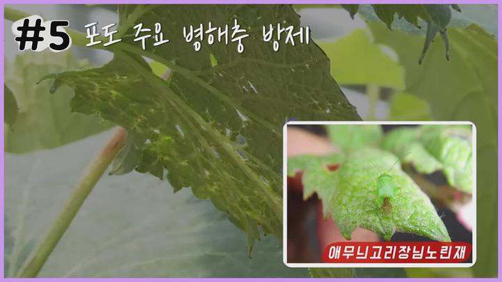 포도 주요 병해충 방제 - 애무늬고리장님노린재 비디오 썸네일 이미지