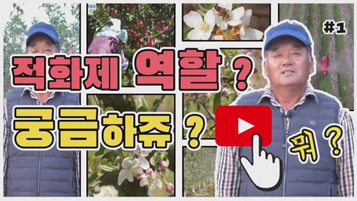 사과적화제 이용법 - 적화제 역할 비디오 썸네일 이미지