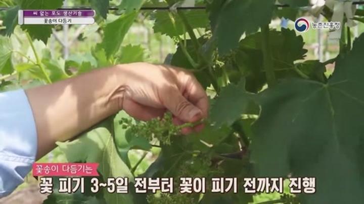 씨 없는 포도 생산기술 - 꽃송이 다듬기 비디오 썸네일 이미지