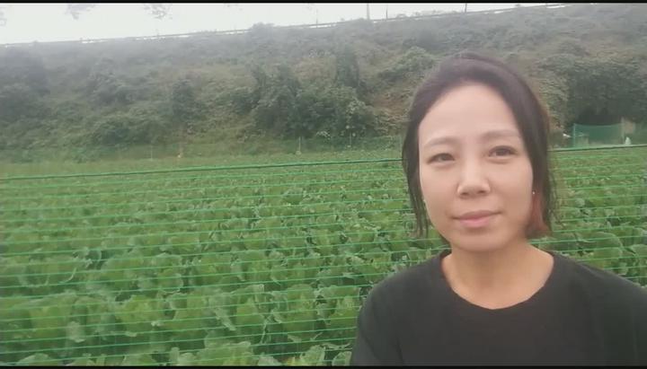 [배추재배] 배추수확시기, 괴산절임배추 비디오 썸네일 이미지