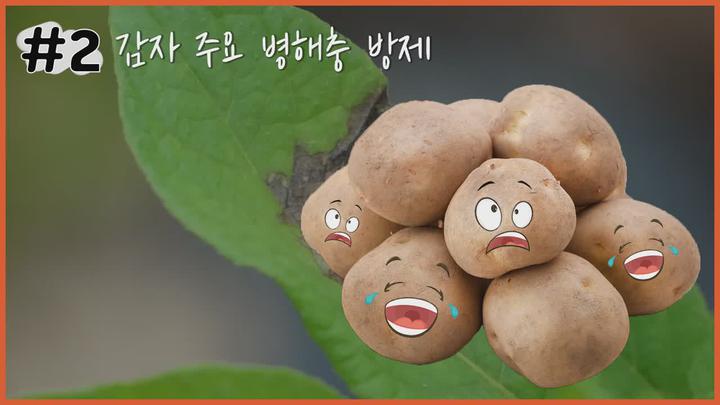 감자 주요 병해충 방제 - 역병 비디오 썸네일 이미지