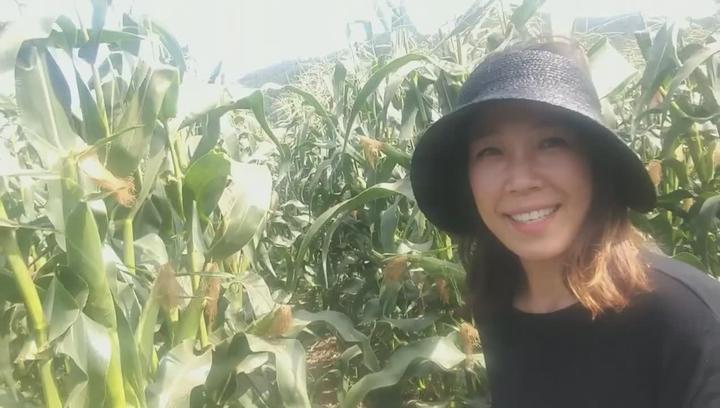 [옥수수재배] 대학찰옥수수 맛좀 보실래요.대학찰옥수수 수확을 앞둔 괴산울엄마 비디오 썸네일 이미지