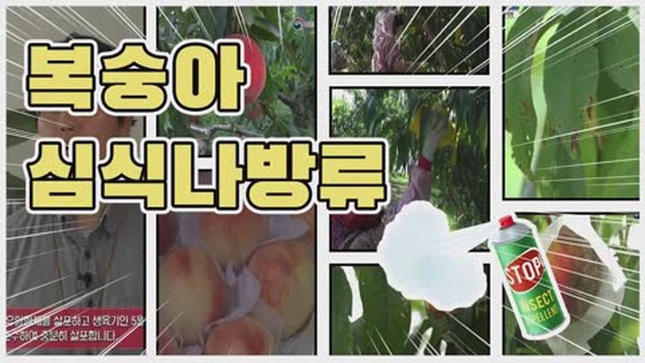 복숭아 주요 병해충 방제 - 복숭아 심식나방류 방제 비디오 썸네일 이미지