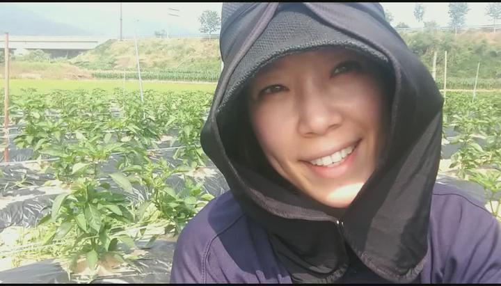 [고추재배] 고추잘키우는방법(고추곁순제거) 비디오 썸네일 이미지