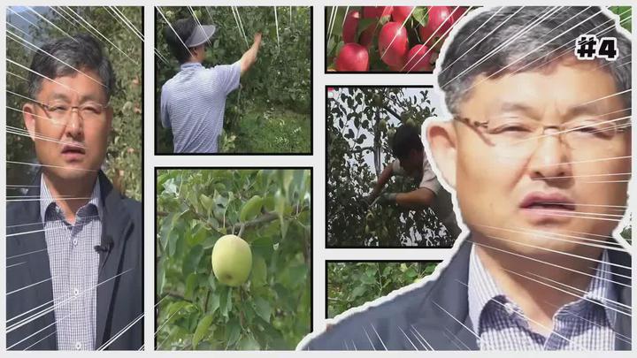 사과 여름 전정 - 6월엔 비디오 썸네일 이미지