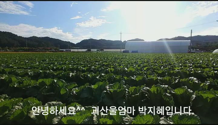 [배추재배] 괴산울엄마가 키우는 배추는 비디오 썸네일 이미지