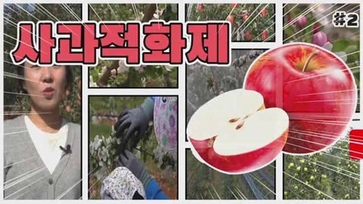 사과 적화 적과 요령 - 사과적화제 비디오 썸네일 이미지