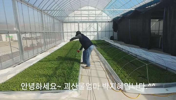 [옥수수재배] 쉽고 편하게 옥수수심는방법 비디오 썸네일 이미지