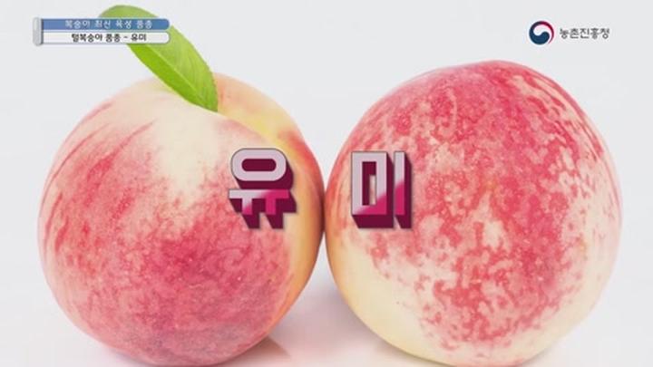 복숭아 최신 육성품종 특성 - 털복숭아의 유미 비디오 썸네일 이미지