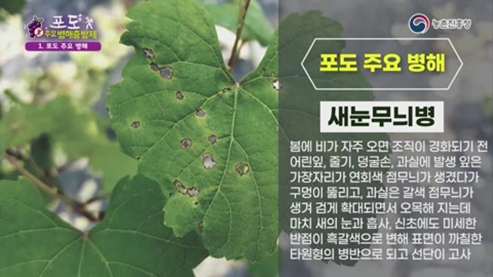 포도 병해충 방제 - 새눈무늬병 비디오 썸네일 이미지