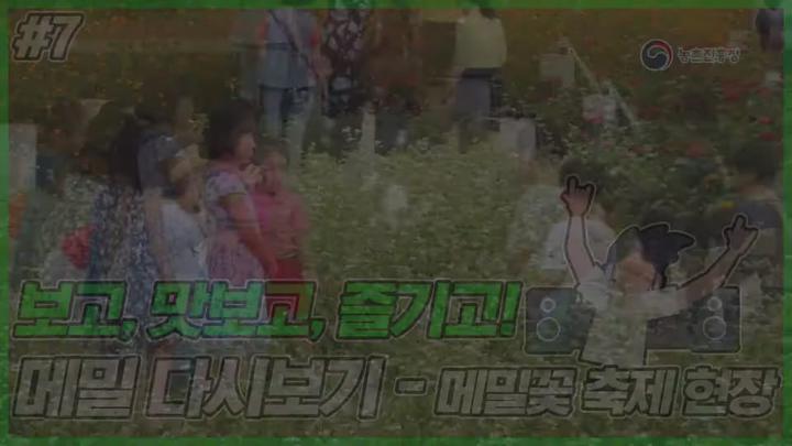 메밀 재배_메밀꽃 축제 현장 비디오 썸네일 이미지