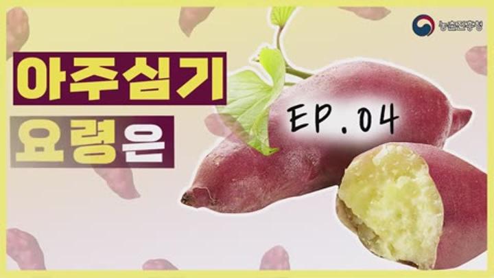 고구마 순 아주심기 - 아주심기 요령 비디오 썸네일 이미지