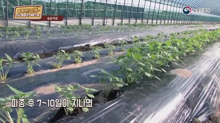 알려라 참깨 주요 품종과 재배기술 - 솎음작업 비디오 썸네일 이미지