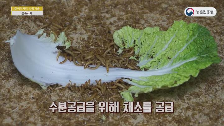 [농업기술동영상] 갈색거저리 (고소애) 사육기술 비디오 썸네일 이미지