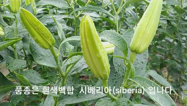 [백합재배] 노지백합의 수확과정 비디오 썸네일 이미지