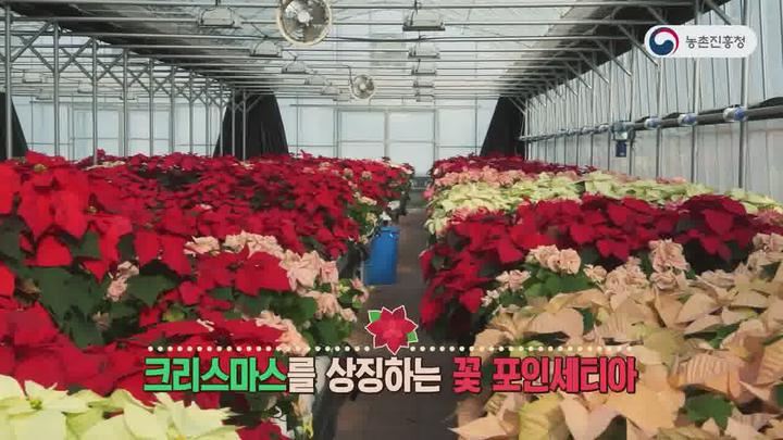 농업기술_포인세티아 주요 품종 특성 비디오 썸네일 이미지