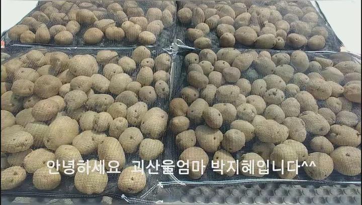 [감자재배] 씨감자 자르기 _ 종자소독 비디오 썸네일 이미지