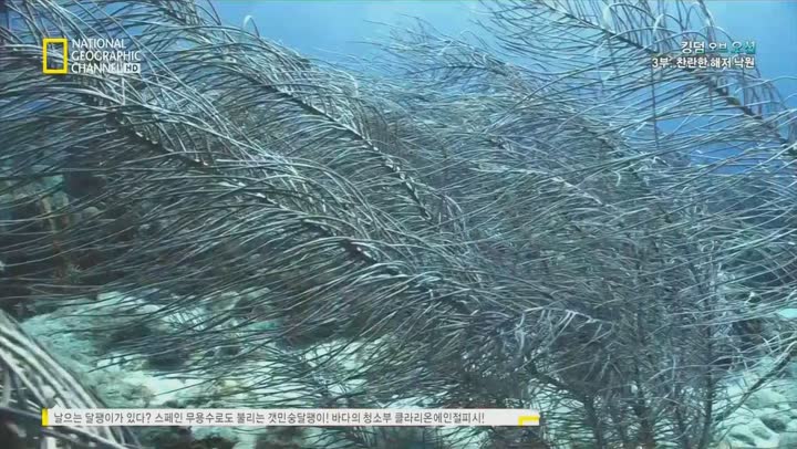 [NGC] [킹덤 오브 오션]-3부 찬란한 해저 낙원 HDTV 비디오 썸네일 이미지