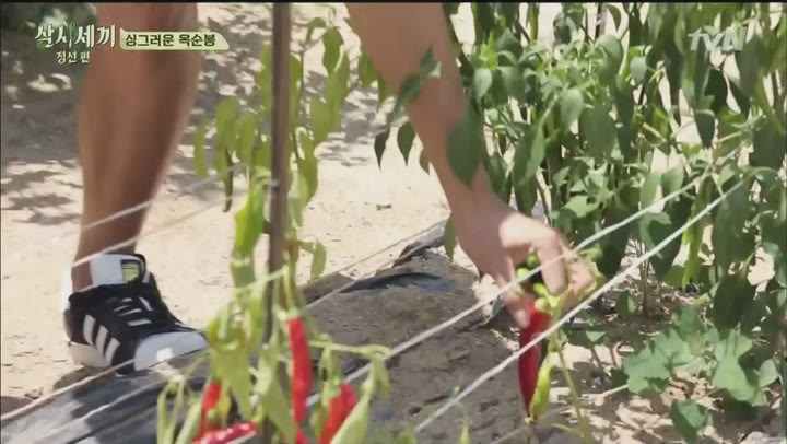 삼시세끼 시즌3 정선편2 E16.20150828.HDTV.H264.1080p-WITH 비디오 썸네일 이미지