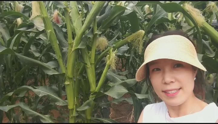 [옥수수재배] 옥수수 수확시기-옥수수가 가장 맛있는 시기 비디오 썸네일 이미지