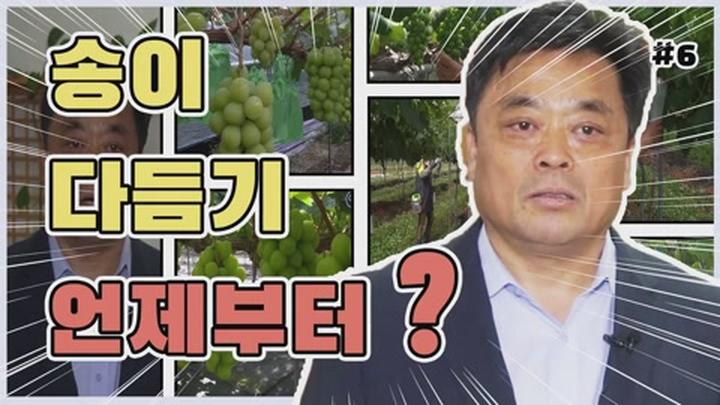 포도 가지 관리기술 - 착색기 새 순 관리 비디오 썸네일 이미지