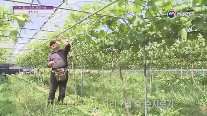 씨 없는 포도생산 기술 - 송이다듬기, 순지르기 비디오 썸네일 이미지