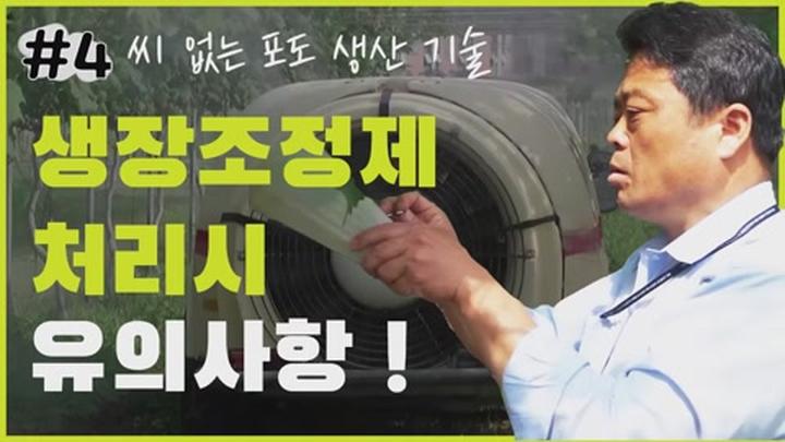 씨 없는 포도 생산기술 - 생장조정제 처리시 유의사항 ! 비디오 썸네일 이미지