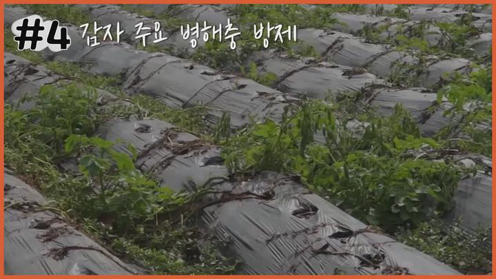 감자 주요 병해충 방제 - 풋마름병 비디오 썸네일 이미지