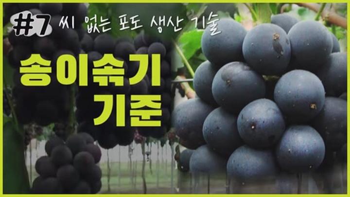 씨 없는 포도생산 기술 - 송이솎기 기준 비디오 썸네일 이미지
