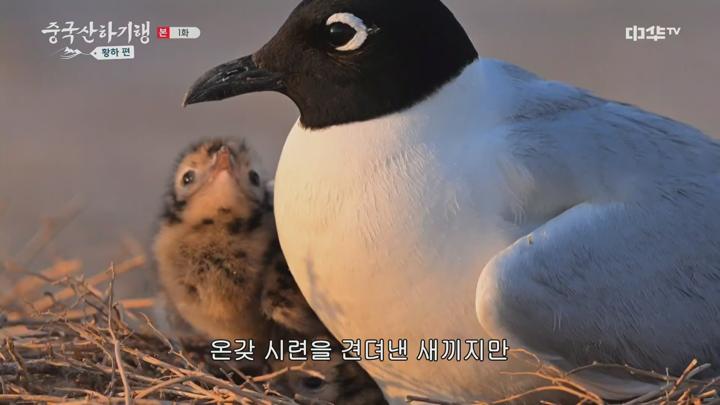 중국산하기행 황하 편.E01.250525.1080p.H264-F1RST 비디오 썸네일 이미지