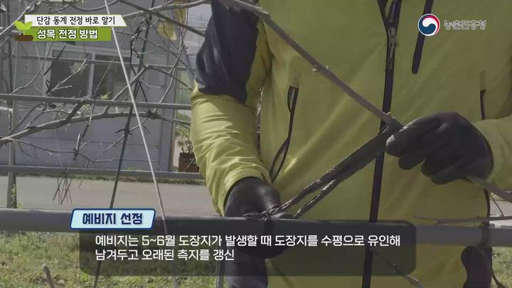 농업기술_단감 신품종 소개 및 동계 전정 요령 비디오 썸네일 이미지