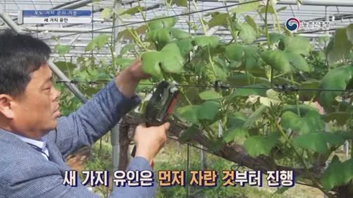 포도 가지 관리기술 - 새가지 유인하기 비디오 썸네일 이미지
